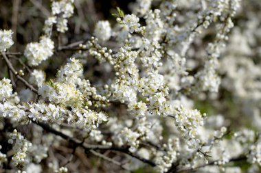 Kiraz çiçekleri çiçek bahar. Bir ağaç bahar beyaz çiçekler.
