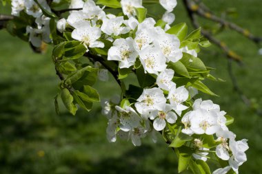 Park yakın çekim içinde bir elma ağacının beyaz çiçekler bahar.
