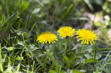Yeşil çimlerde sarı karahindiba.