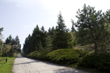 Ağaçlar ve çam ağaçları yol boyunca Bahar park.