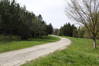 Ağaçlar ve çam ağaçları yol boyunca Bahar park.