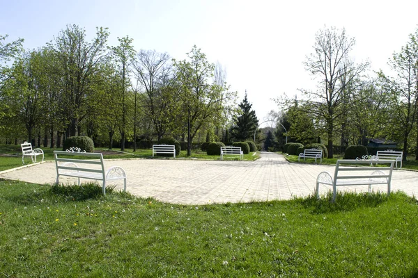白の木製ベンチが美しい緑豊かな公園 — ストック写真