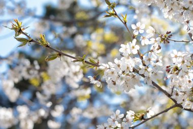 Parktaki ağaçlardaki beyaz bahar çiçekleri