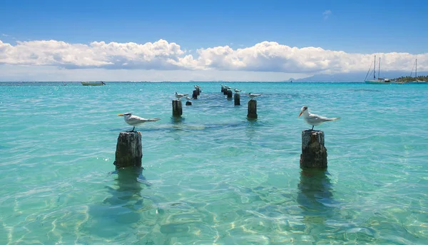 Gaviota - Anse de Saint Anne - Guadalupe — Foto de Stock