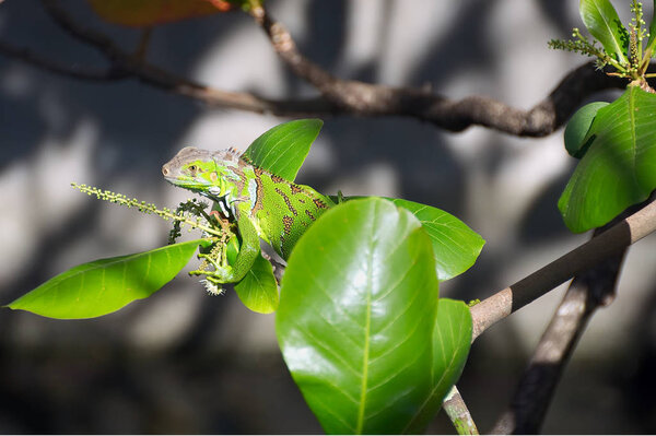 Green iguana on tree branch - Martinique tropical island