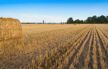 Wheat field harvested with hay bales at sunset - Sezzadio