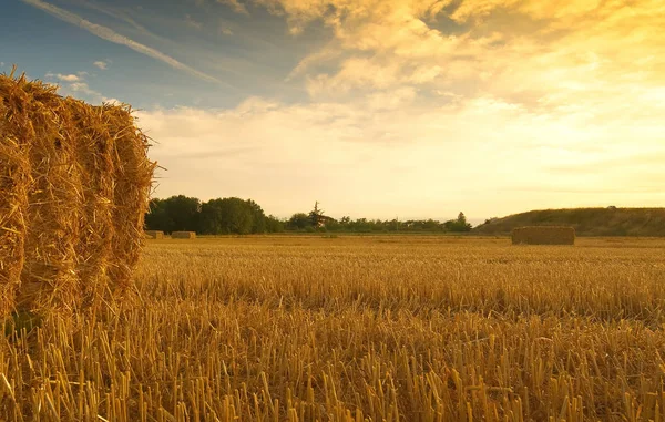 Wheat field harvested with hay bales at sunset - Sezzadio — Stock Photo, Image