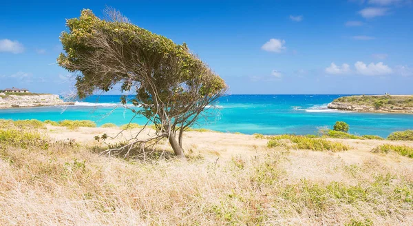 Şeytan'ın Köprüsü defne - Karayip Denizi - Antigua ve Barbuda