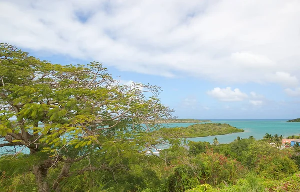 Bahía Mercers Creek Costa del Océano Atlántico - Saint John 's - Antigua y Barbuda —  Fotos de Stock