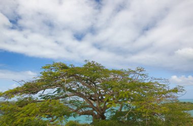 Mercer'lar Creek Atlantik Okyanusu kıyısı - Karayip tropik deniz - Antigua ve Barbuda bay