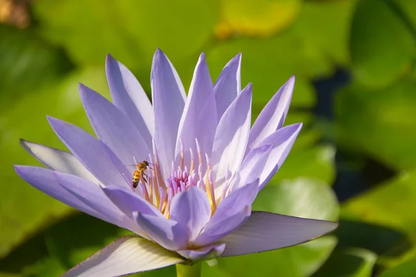 Estanque con plantas y flores de nenúfares con rana y abeja - Isola Bella - Stresa Fotos De Stock