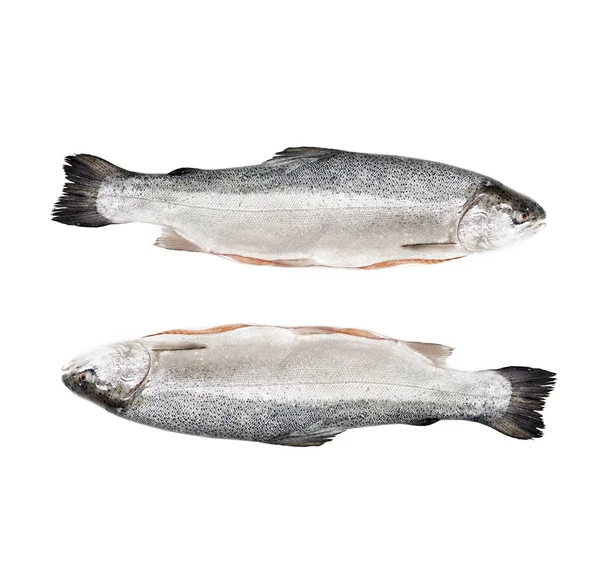 新鲜的生鲑鱼红鱼 — 图库照片