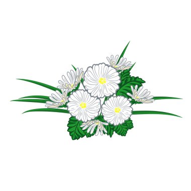 Buket chamomiles ve papatyalar