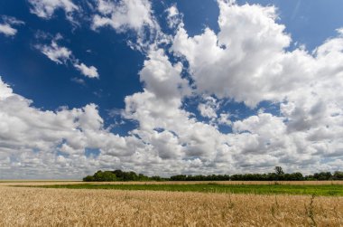 Yazın buğday tarlası