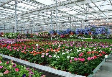 Konservatuar saksı çiçekleri