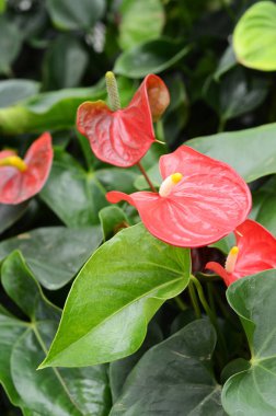 Konservatuar saksı çiçekleri