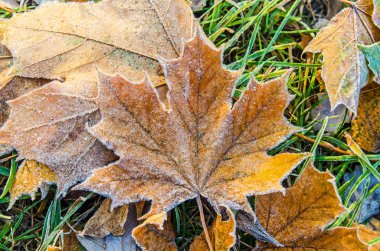 Sonbahar akçaağaç yaprakları