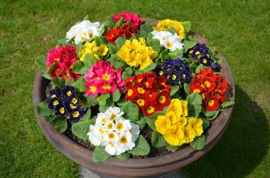 Parkta renkli çiçekli vazo