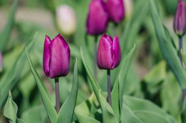 Grup, bir çiçek yatağı üzerinde bir parkta mor laleler