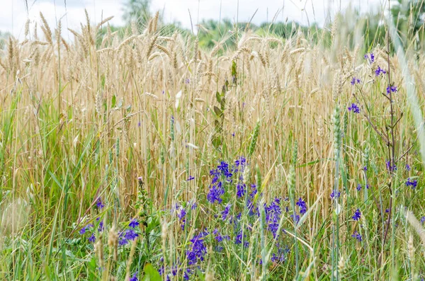 Buğday ve otlar sahada
