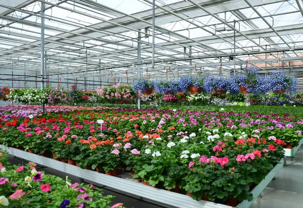 Konservatuar saksı çiçekleri