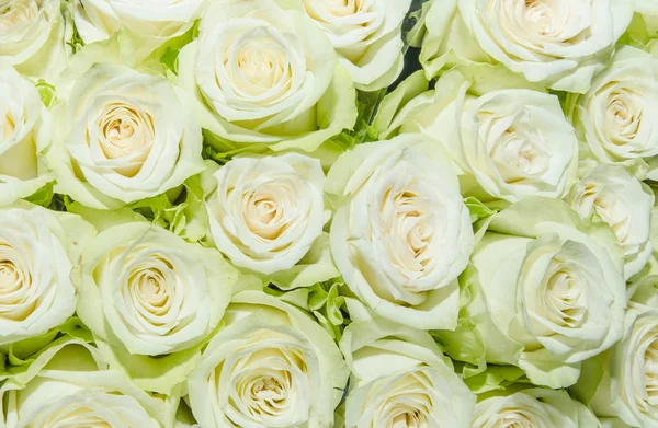 Sfondo di rose bianche — Foto Stock
