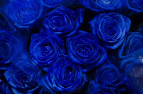 Roses bleues dans un bouquet — Photo