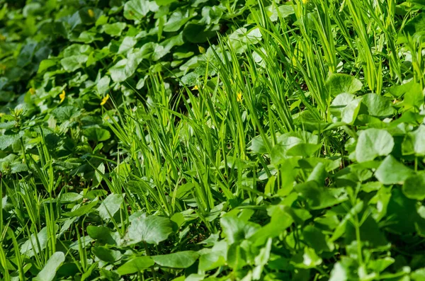Bahar parkta genç taze yeşil çim — Stok fotoğraf