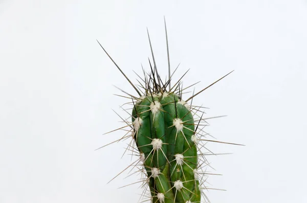 Cactus with long needles Stock Photo