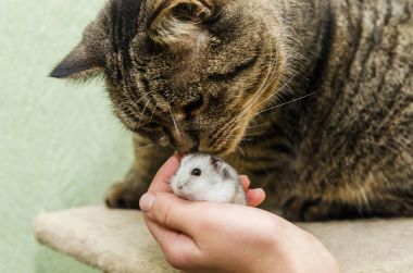 Kedi bir hamster karşılar
