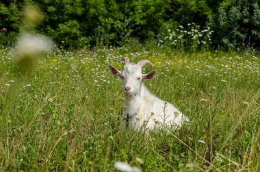 Keçi çayır olduğunu