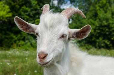 Keçi çayır olduğunu