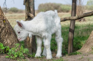 Bir ağacın yanında oynayan genç keçi