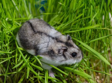 Yüksek otların içinde küçük hamster