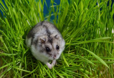 Yüksek otların içinde küçük hamster