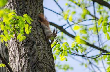 Sincap bir ağaç gövdesi üzerinde bir yaprak burnunu çekmek