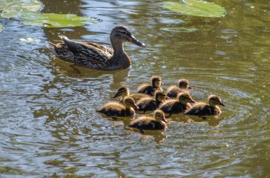 havuzda ducklings ile ördek