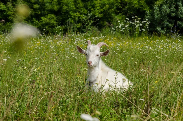 Keçi çayır olduğunu