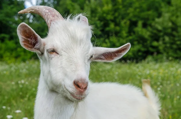 The goat is in the meadow — Stock Photo, Image