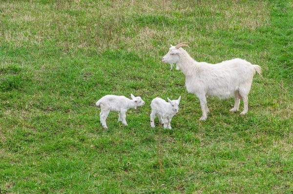 Anne keçi keçi çocuklar çayırdan