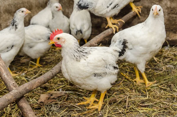 Genç tavuk ve horozlar