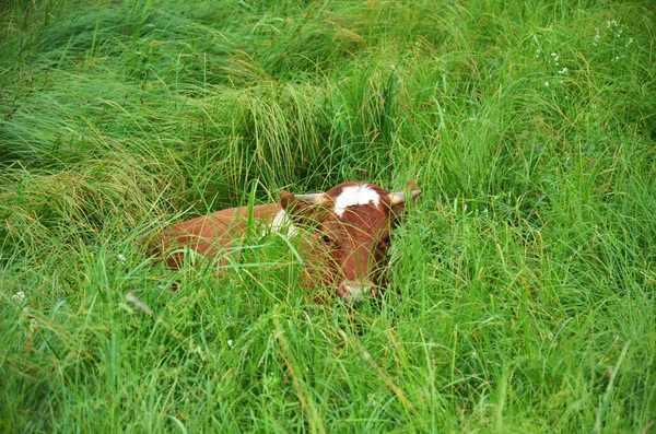 Una vaca se esconde en la hierba —  Fotos de Stock