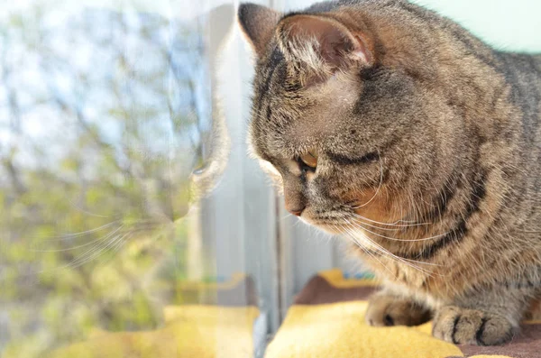 Büyük güzel kedi pencerenin yer alır. — Stok fotoğraf