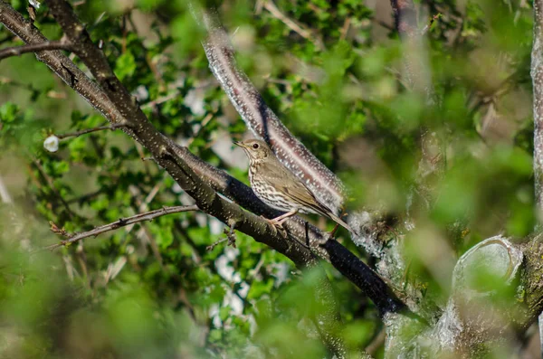 Bird on the fruit tree