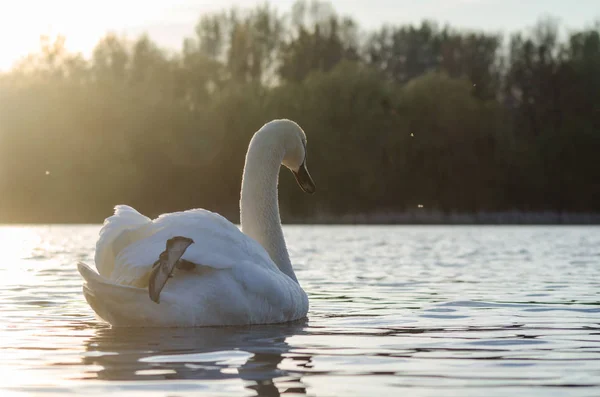 Schwan schwimmt in den Strahlen der untergehenden Sonne am Fluss entlang — Stockfoto