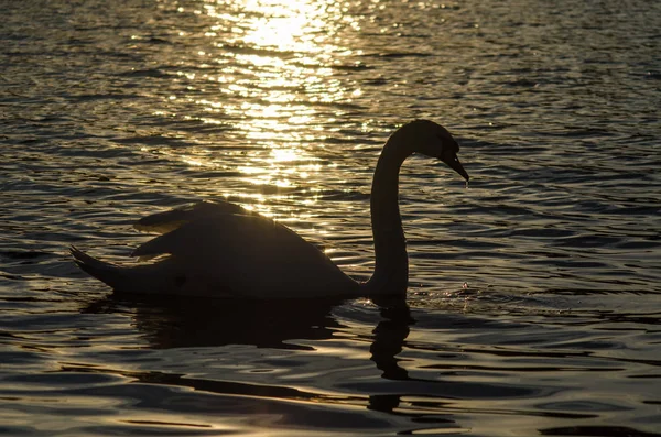 Schwan schwimmt in den Strahlen der untergehenden Sonne am Fluss entlang — Stockfoto