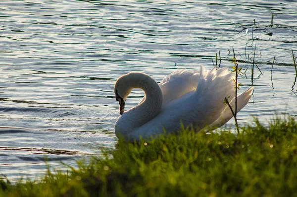 Cigno bianco galleggia lungo il fiume vicino alla riva — Foto Stock