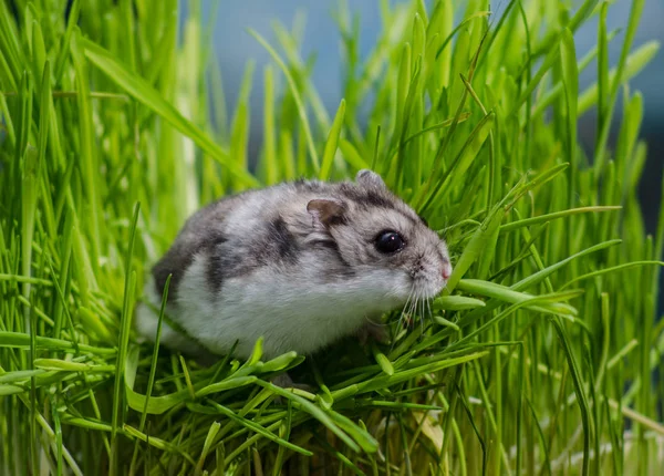 Yüksek otların içinde küçük hamster