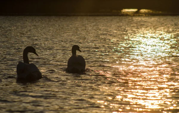 Zwei Schwäne schwimmen den Fluss entlang und schauen sich den Sonnenuntergang an — Stockfoto