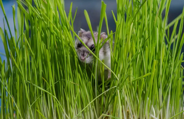 Yüksek otların içinde küçük hamster
